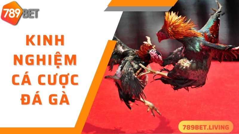 789BET đá gà - kinh nghiệm cá cược thắng đậm